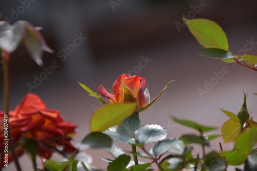 Rosas