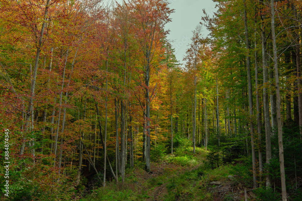 Fototapeta premium fall season golden time October mountain forest landscape scenic view and lonely peaceful path