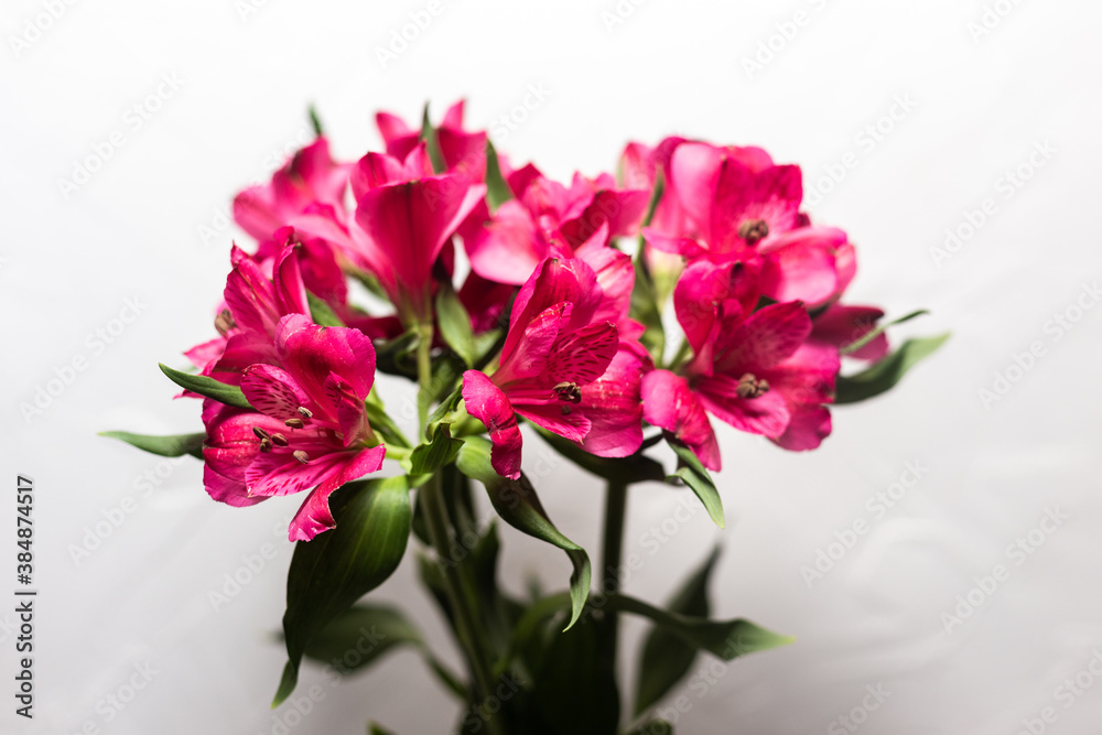 Alstroemeria pink on a white background