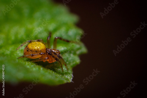 spider on a leaf © Ricardo
