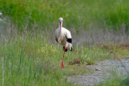  White stork // Weißstorch (Ciconia ciconia) photo