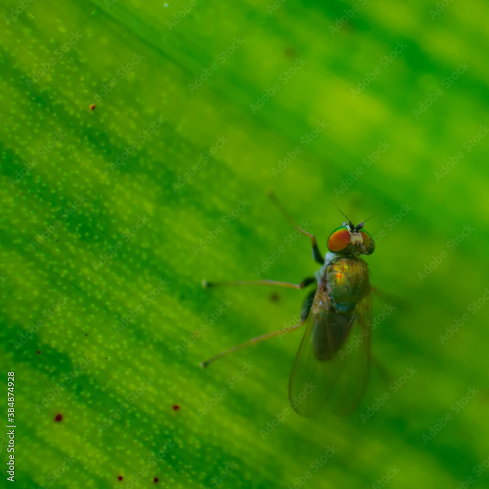 Fototapeta premium fly on leaf
