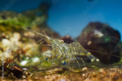 saltwater rockpool shrimp in Black Sea marine biotope aquarium  typical decapod crustacean species search for food on algae covered stones in littoral zone bottom  natural design