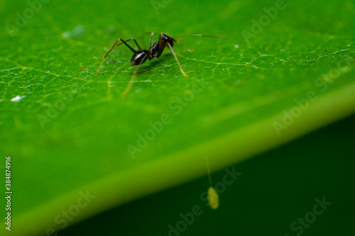 ant on leaf