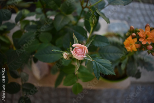 Rosa Rococo