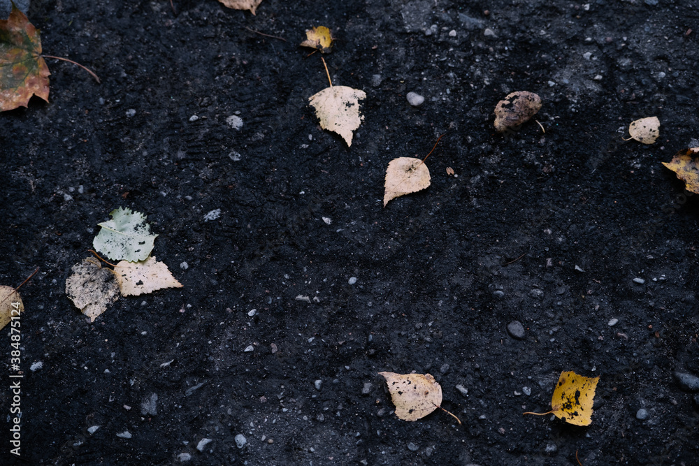 autumn leaves on the ground