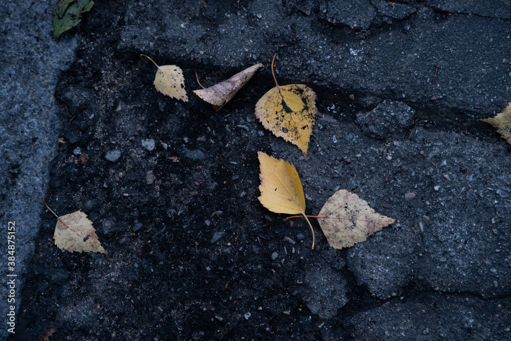 Obraz premium autumn leaves on the ground