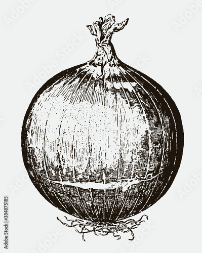 Round red onion with roots and brittle top. Illustration after an antique engraving from the 19th century