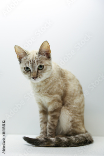 beautiful kitten sitting on white background