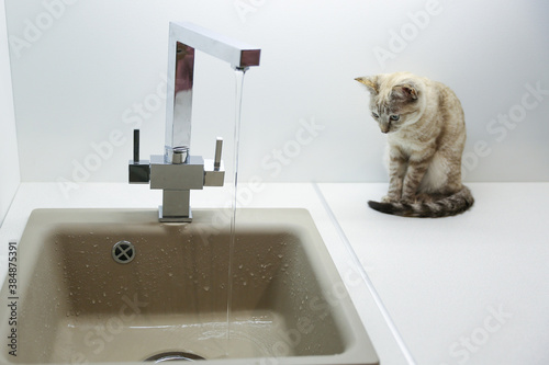 beautiful kitten near the sink