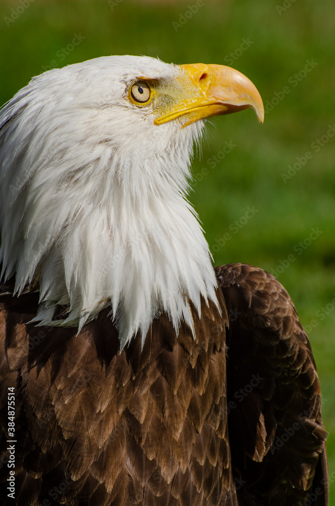 Fototapeta premium Great Bald Eagle Looking Up