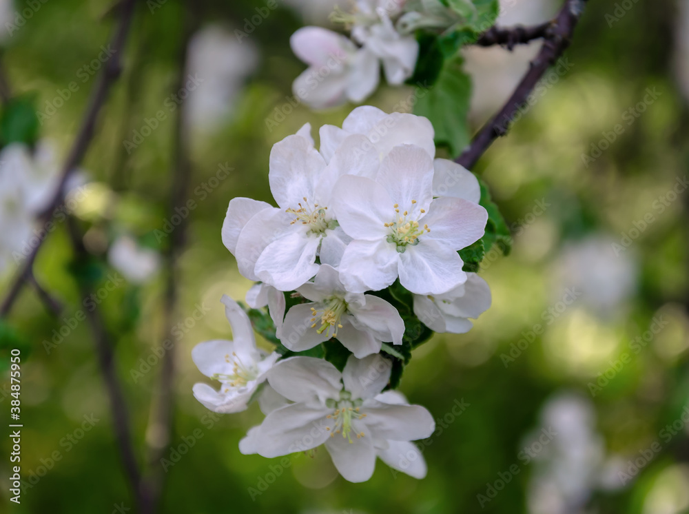 blooming fruit tree with beautiful flowers, spring day