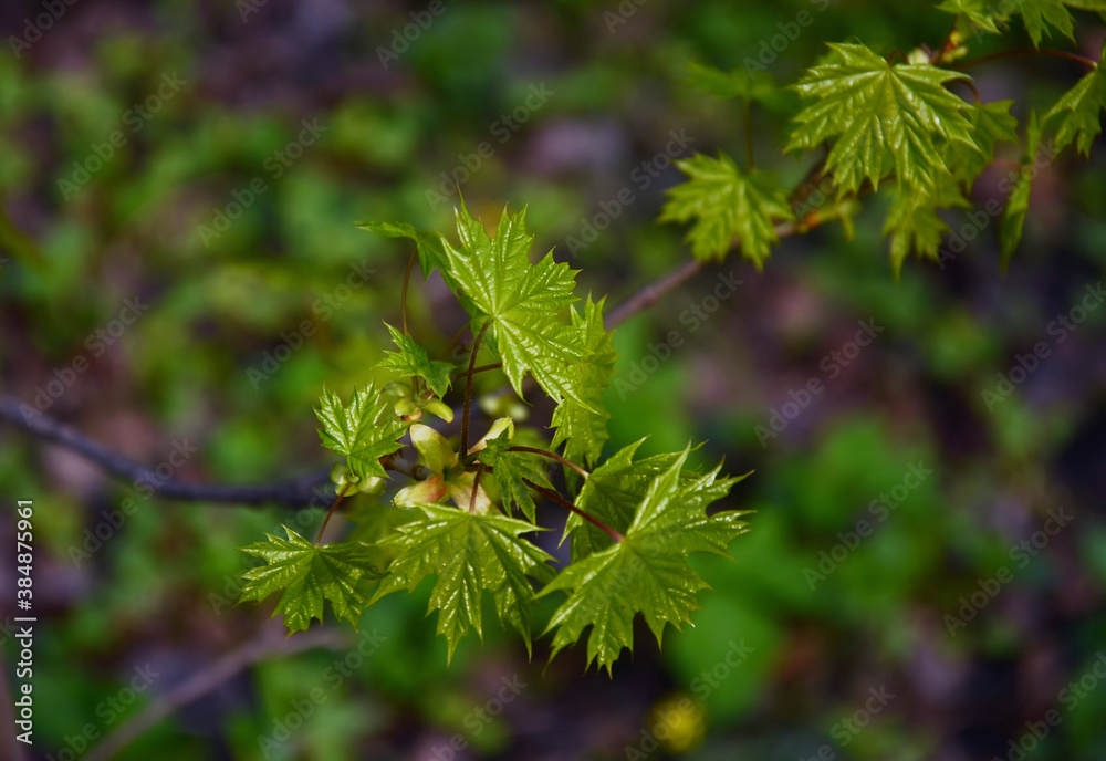 maple green leaves blossomed from buds on a branch in spring maple green leaves blossomed from buds on a branch in spring