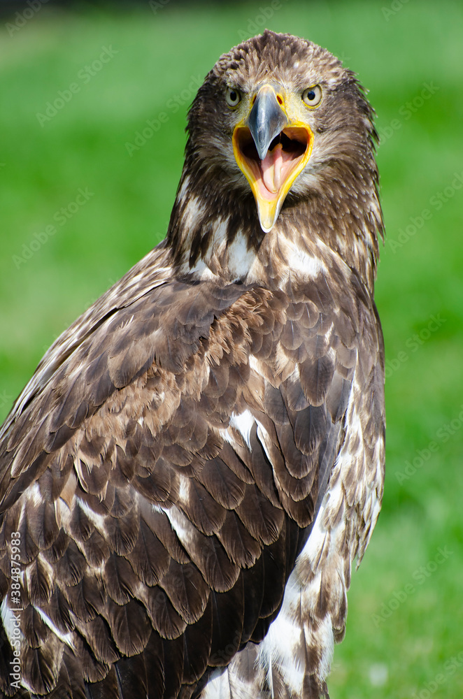 Young Bald Eagle Squawks Young Bald Eagle Squawks