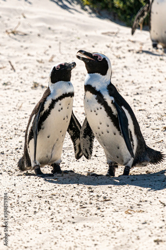 penguins on the beach