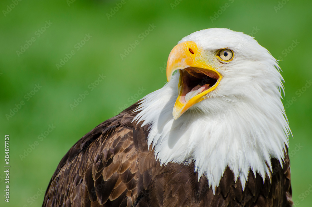 Obraz premium Bald Eagle Portrait