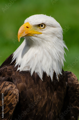 Bald Eagle Stares