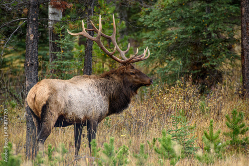 A large bull elk in jasper national park