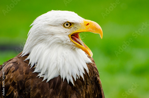 Bald Eagle Beak Open