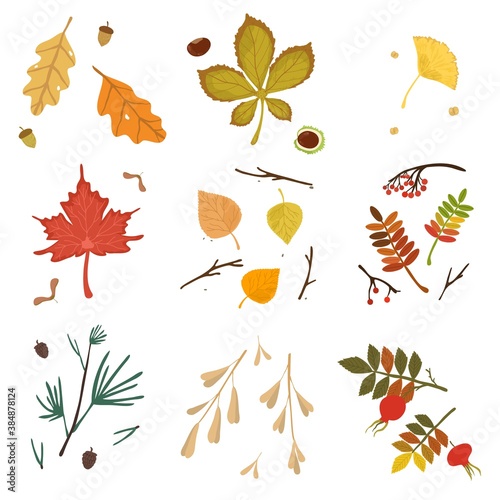 Set of colorful fallen autumn seasonal leaves vector illustration