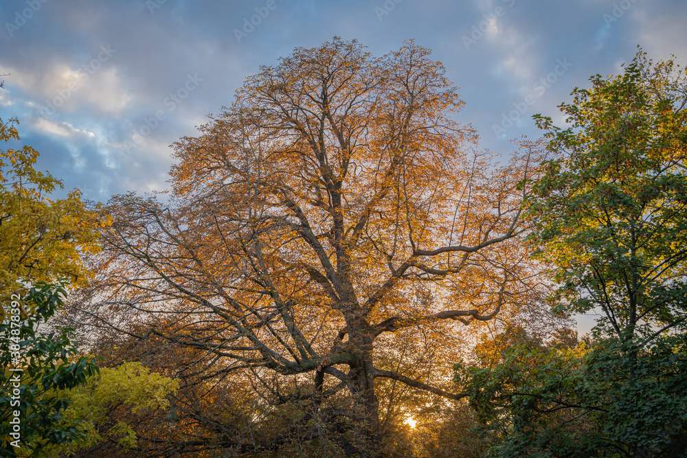 Paris, France - 10 11 2020: Golden hour in Parc Monceau in autumn