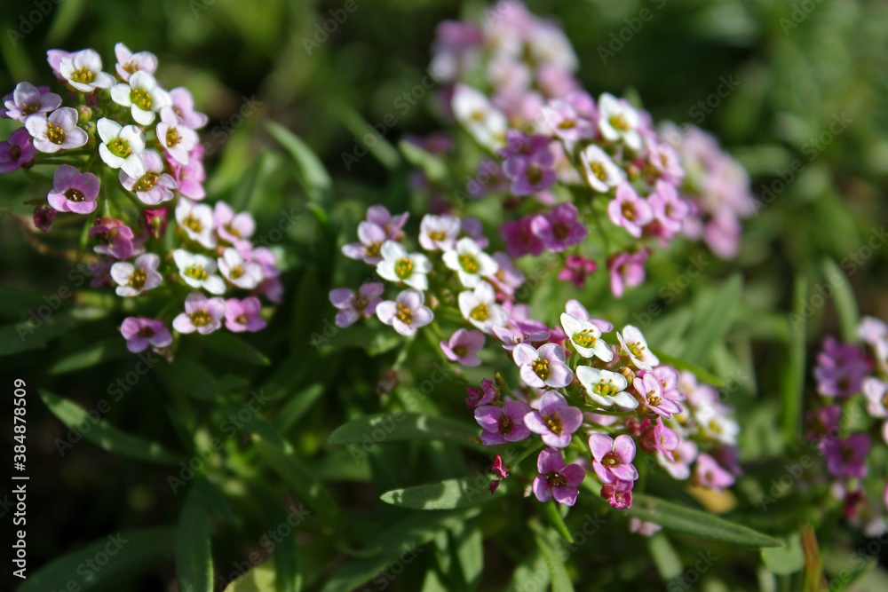 Bunch of a tiny white and violet Alyssum (Alyssum montanum) flowers. Small green spiky leaves. Little yellow stamens. Ocrober time.