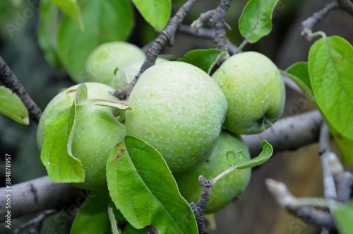 
Ripe apples of the Semerynka variety grow on the branches of a tree. photo