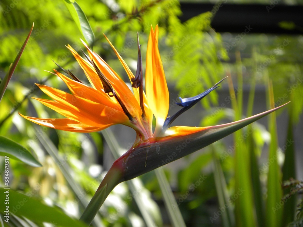 Obraz premium フェニックス