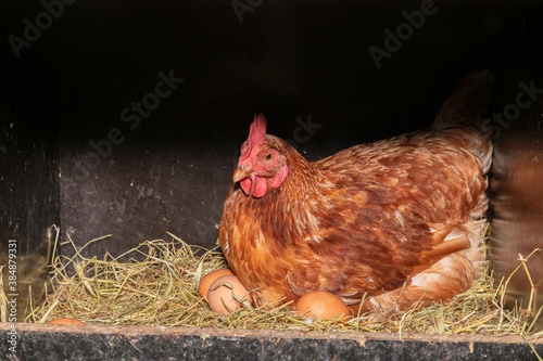 Photo laying hen in a nest box