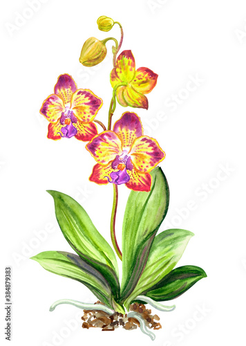 Fototapeta Naklejka Na Ścianę i Meble -  Phalaenopsis orchid with flowers, buds, stem and leaves, floral print for textiles, postcards, book illustrations, household products and other designs.