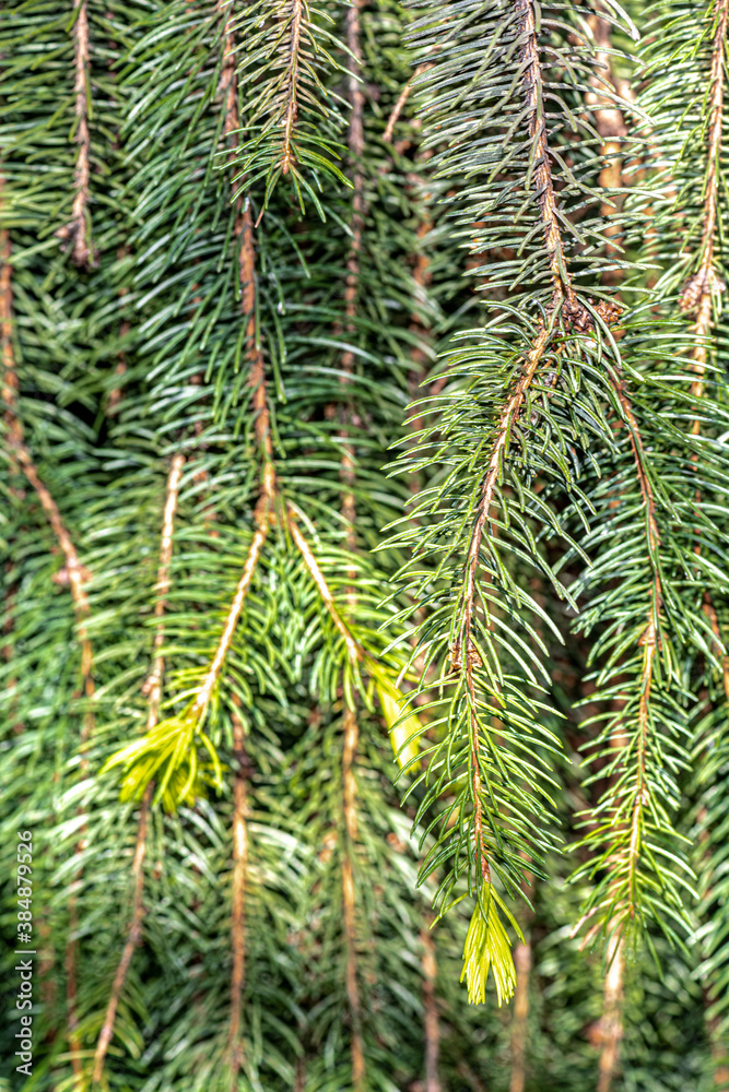 Leaves of Norway Spruce (Picea abies 'Cranstonii') Leaves of Norway Spruce (Picea abies 'Cranstonii')