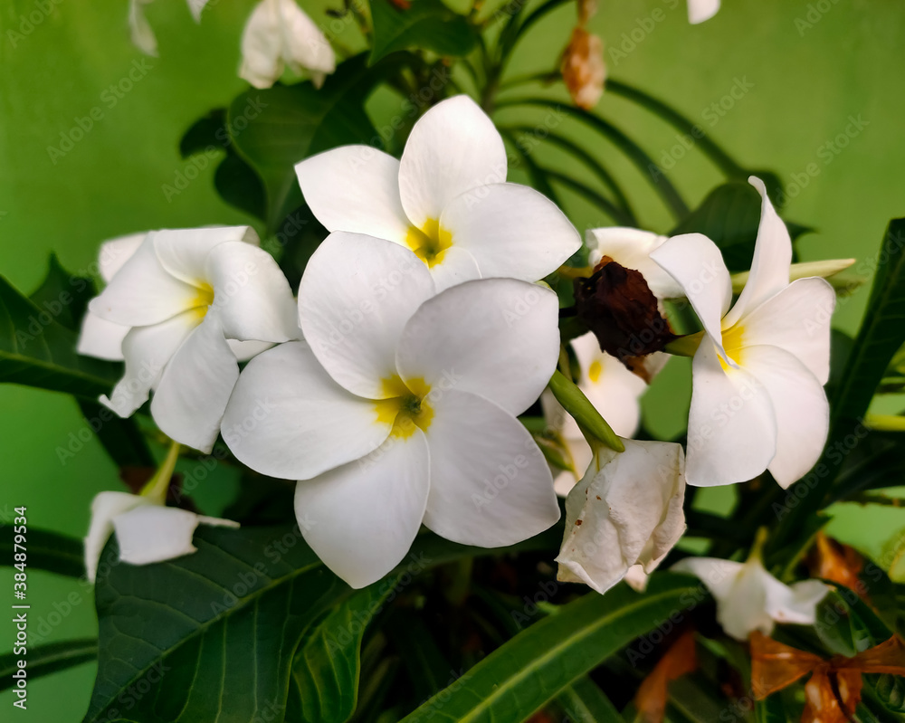 Obraz premium White Flower with green leaf