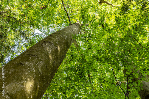 Grazer Urwald