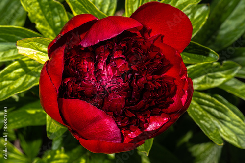 Fototapeta Naklejka Na Ścianę i Meble -  Flowers of Peony (Paeonia 'Red Charm')