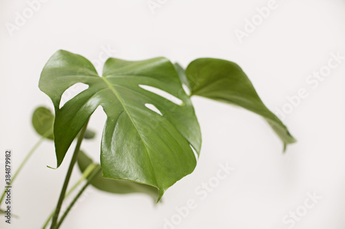 Monstera in a modern interior, the concept of minimalism