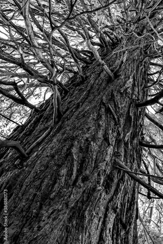 Grazer Urwald