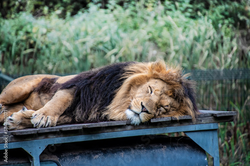 Close up of a lion sleeping in the shade