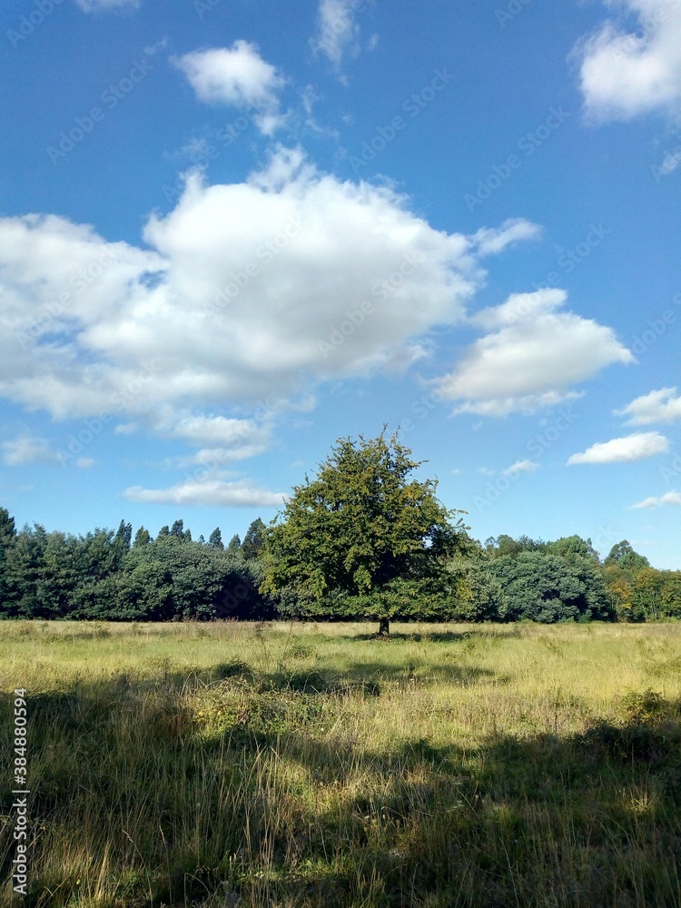 landscape with trees and blue sky