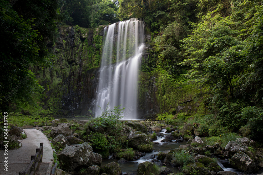 Fototapeta premium 桜滝