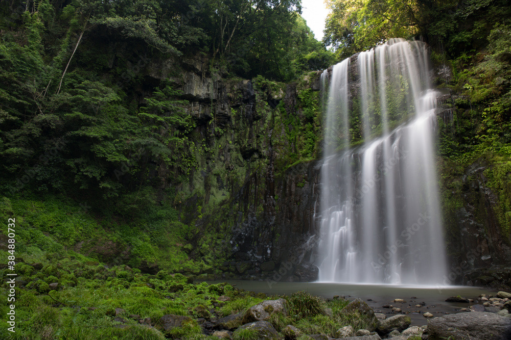 Fototapeta premium 桜滝