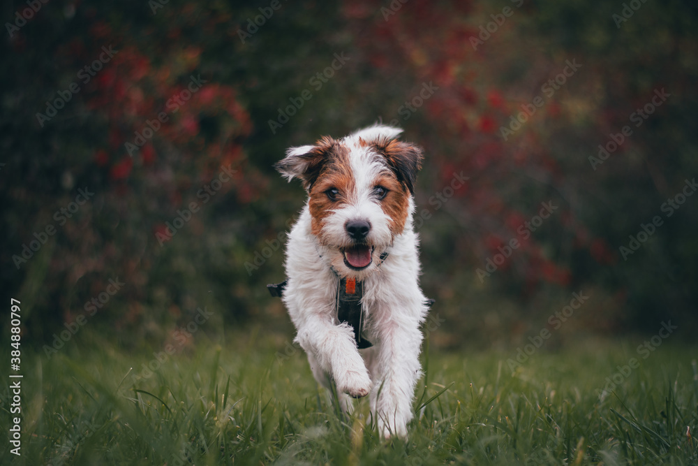 Cute Parson Russell Terrier Autumn Portrait Cute Parson Russell Terrier Autumn Portrait