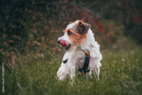 Cute Parson Russell Terrier Autumn Portrait