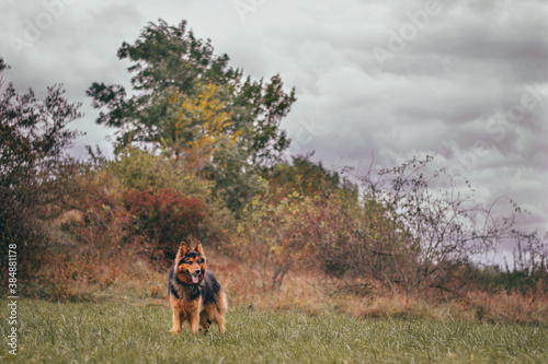 Autumn Bohemian Shepherd - the Chodsky - Portrait © Kristyna