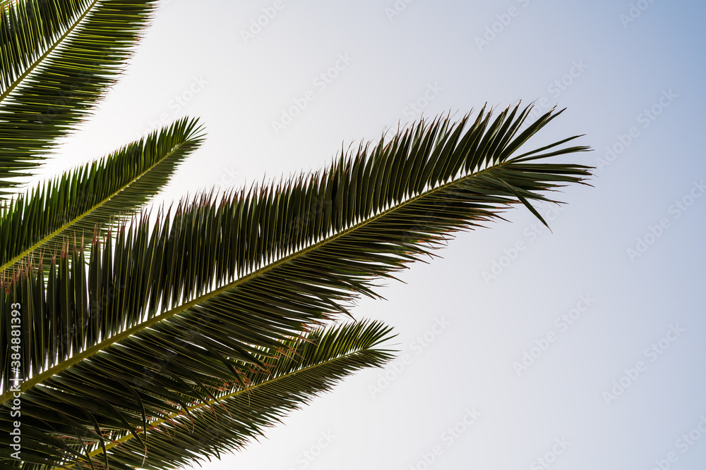 Fototapeta Branches and leaves of palm trees against the blue sky.