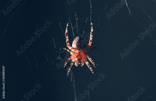 Obraz na plátně Garden Spider in the Middle of the Web