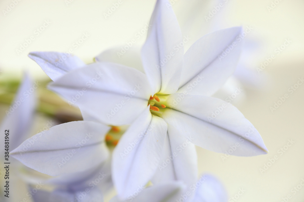 Fototapeta premium 春の紫色の花ハナニラ