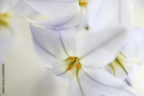 Fototapeta Naklejka Na Ścianę i Meble -  春の紫色の花ハナニラ
