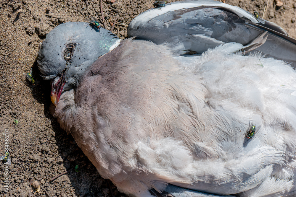 Fototapeta premium A dead wood pigeon bird on the ground with flies and ants