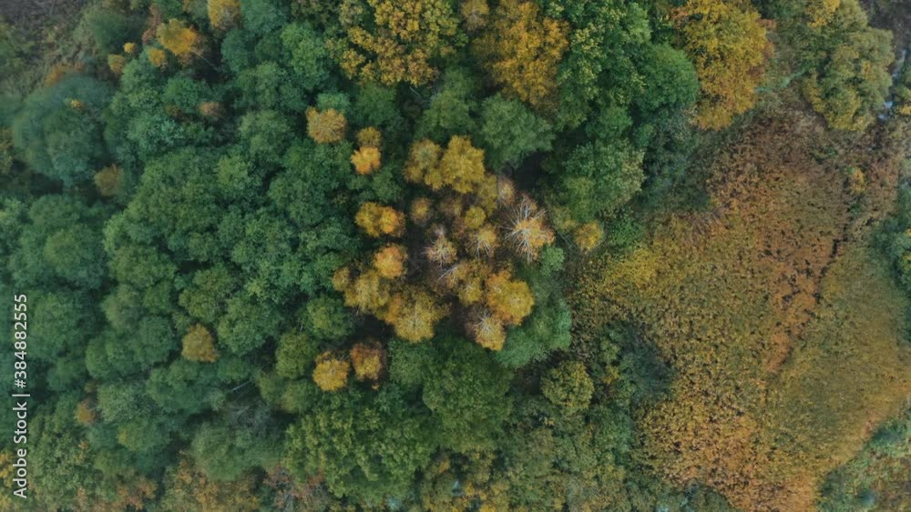 Autumn forest aerial. Low clouds of fog over trees. Misty weather, colorful woods. Drone flies through rain clouds moving over fall colors treetops in woodland. Foggy rainy day dramatic landscape Autumn forest aerial. Low clouds of fog over trees. Misty weather, colorful woods. Drone flies through rain clouds moving over fall colors treetops in woodland. Foggy rainy day dramatic landscape