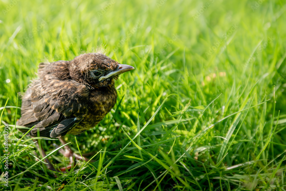 A fledgling blackbird chick in grass in the sun with open eyes A fledgling blackbird chick in grass in the sun with open eyes